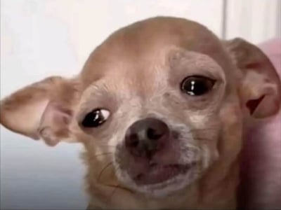 #meme#pic#lol#dog