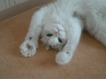 Cat giphy