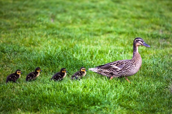 Ducklings Following