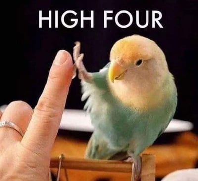 Love bird high four