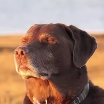 _Let Me Know_ ahh Dog