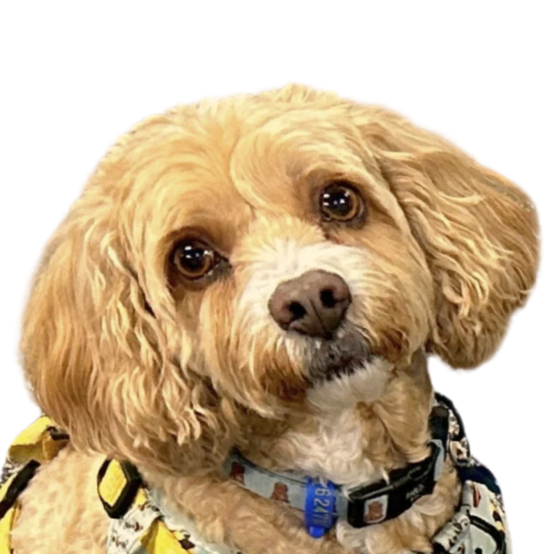 Alfie, Amanda&rsquo;s apricot cavoodle in a yellow harness