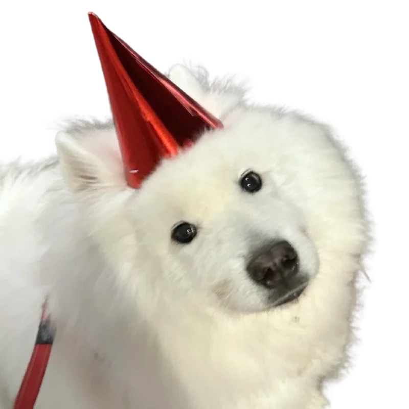 Baymax the Samoyed