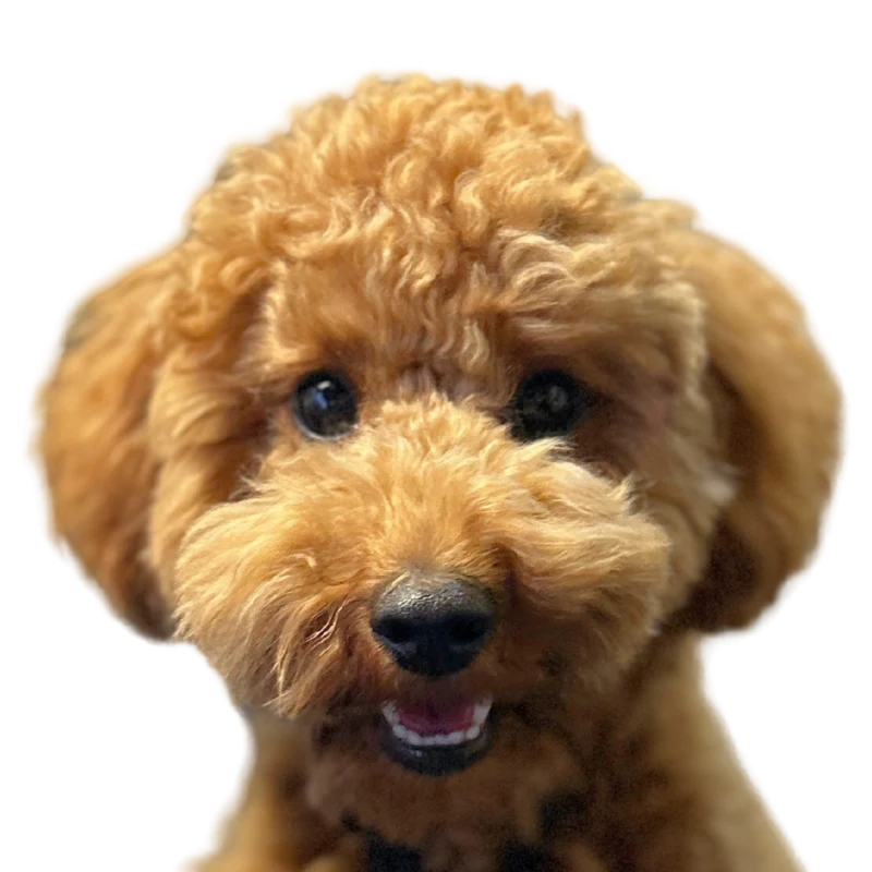 Cooper, Amanda's golden Cavoodle