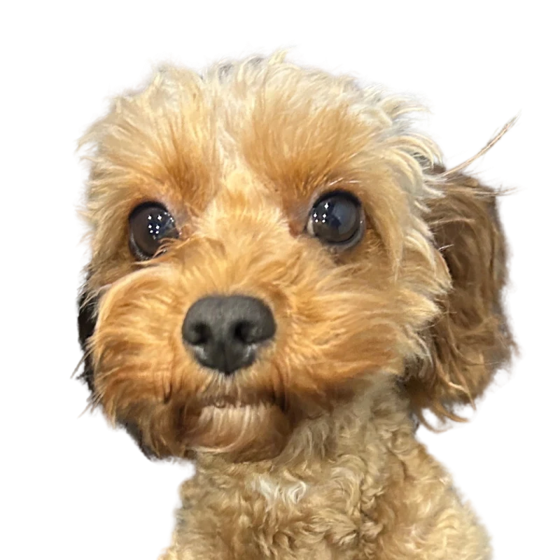 Frankie, Amanda&rsquo;s apricot cavoodle, head tilted at the camera