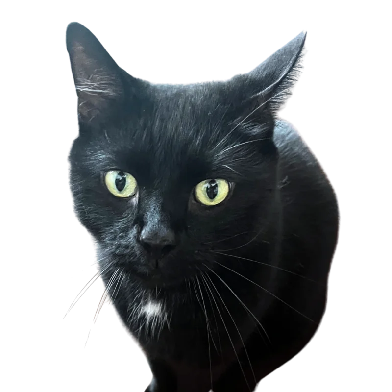 Kovu, Sophie's black cat