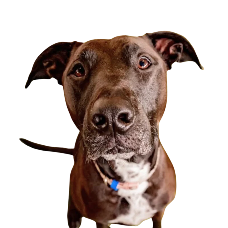 Luna, Harry's brown dog with a white chest