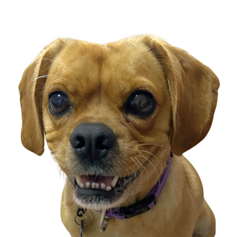 Millie, Amanda’s tan puggle, grinning at the camera