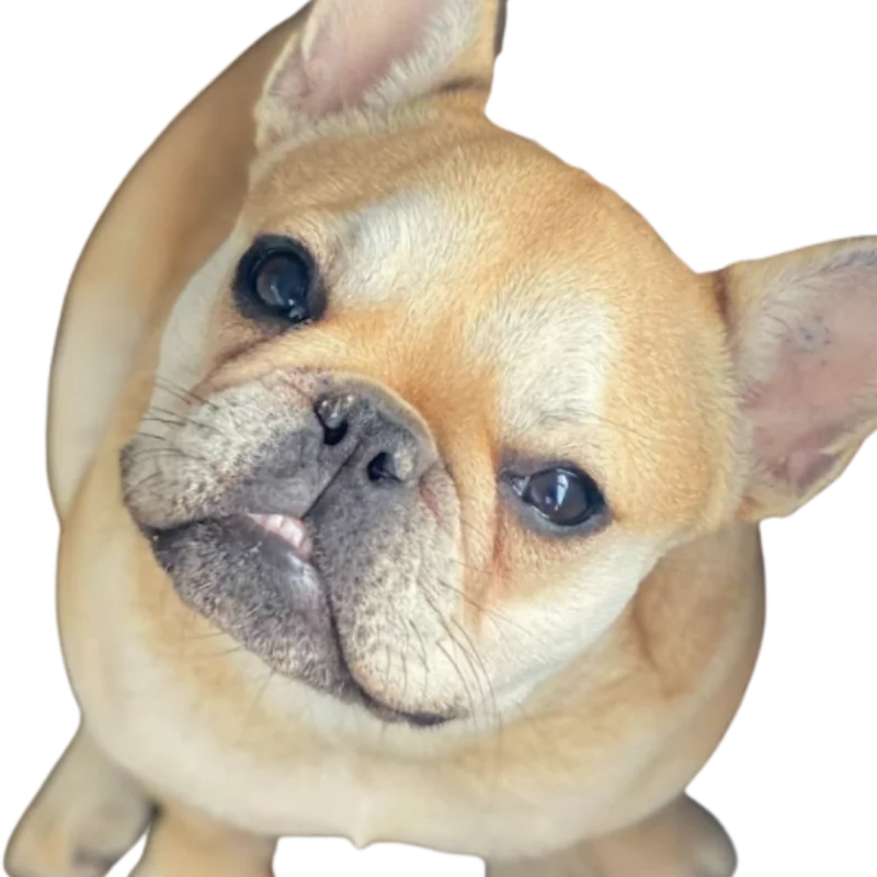 Millie the French Bulldog