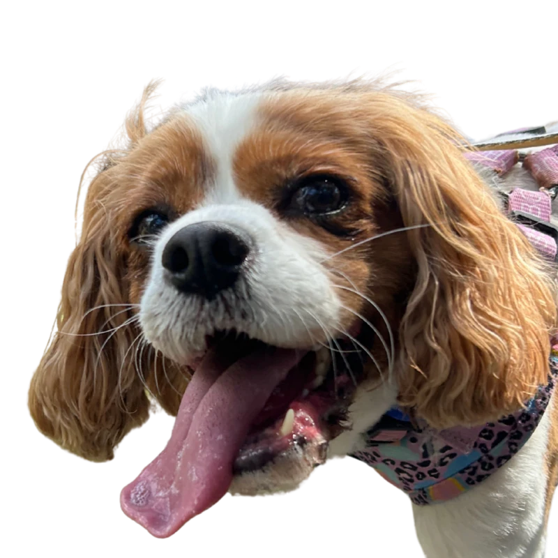 Minnie, Amanda&rsquo;s Cavalier King Charles Spaniel in a patterned harness
