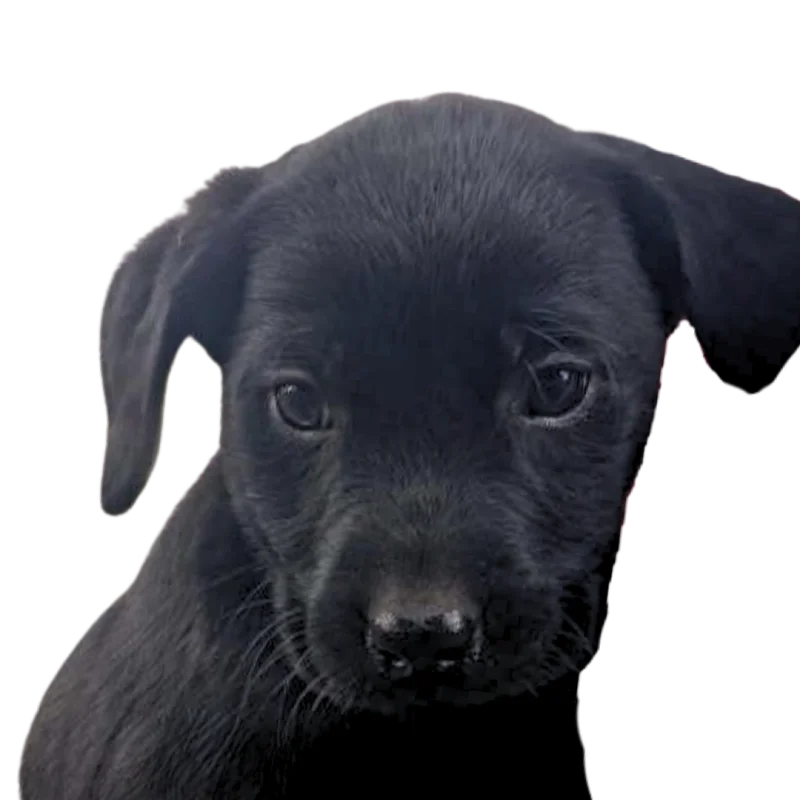 Ollie, Amanda's black Labrador puppy
