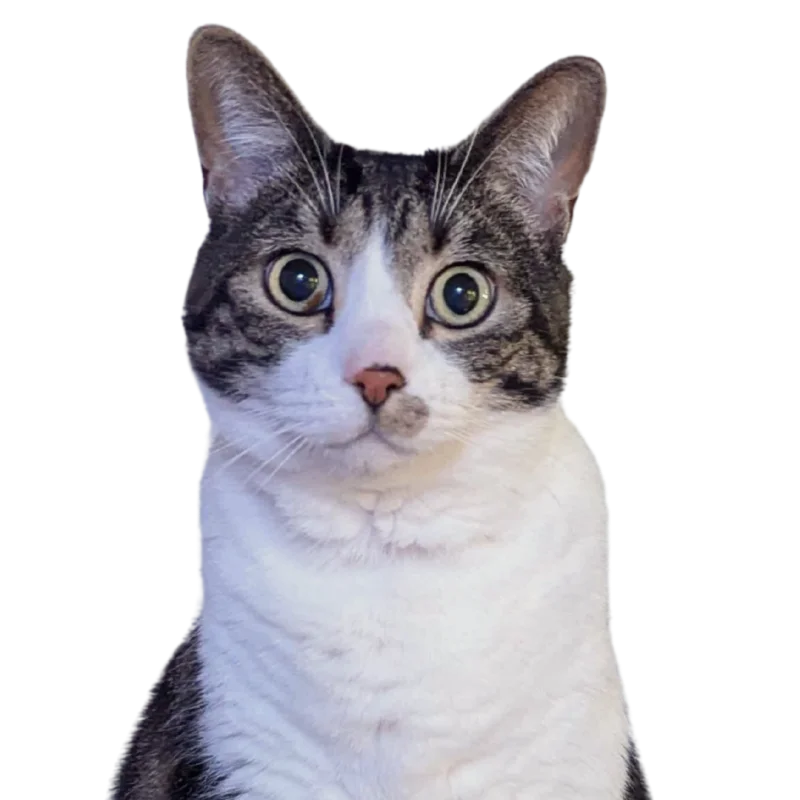 Ripley, Sophie's tabby and white cat
