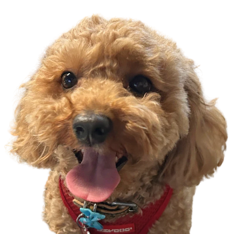 Rocky, Amanda&rsquo;s apricot poodle cross, tongue out, in a red harness