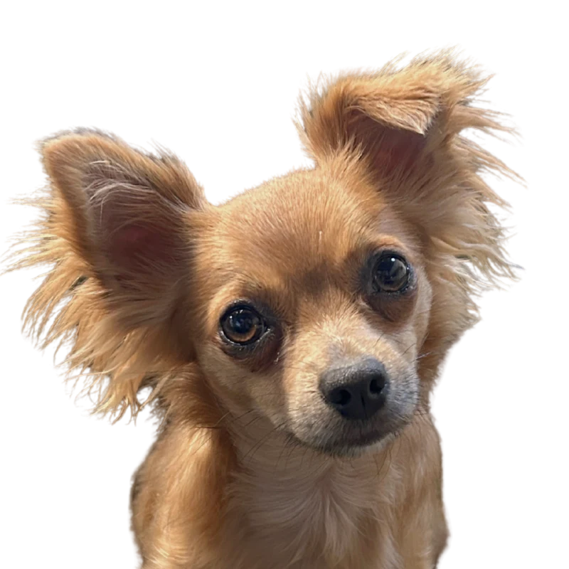 Scout, Amanda&rsquo;s long haired chihuahua with enormous ears