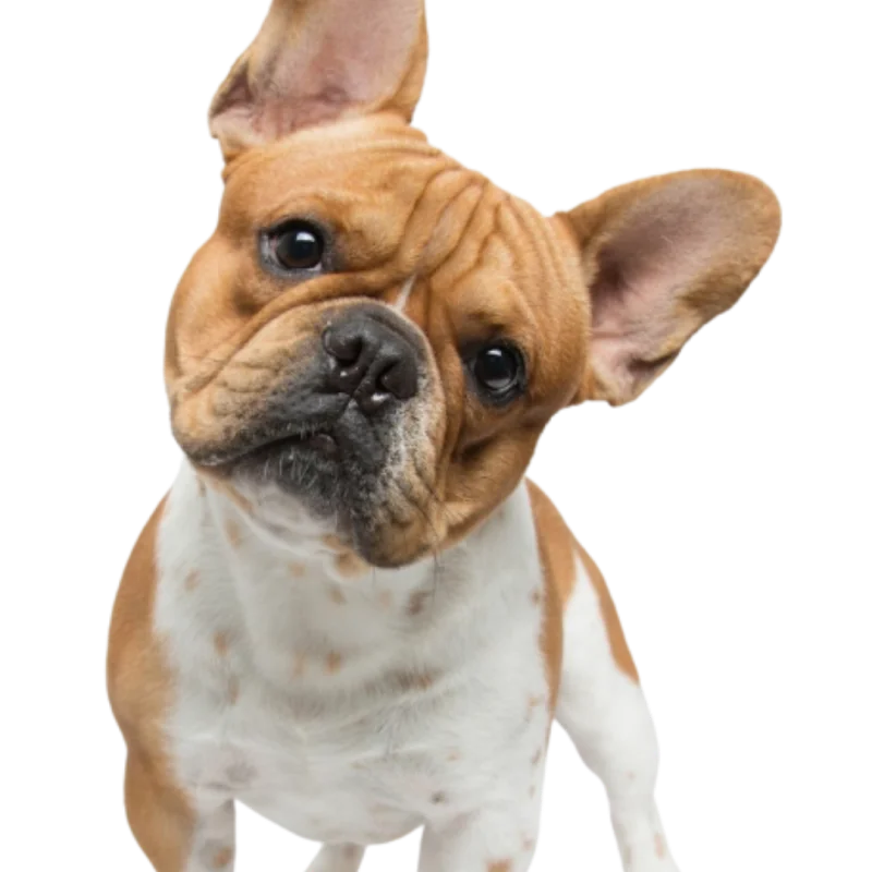 Teddy the French Bulldog
