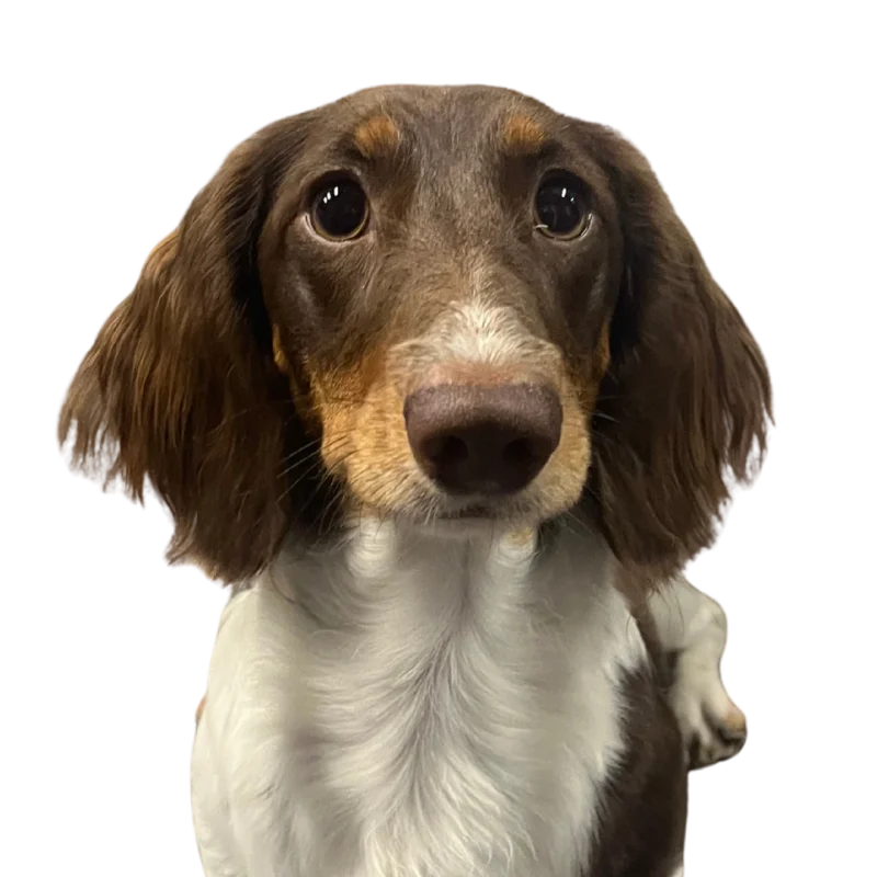 Winnie, Chloe's little dog with the long ears