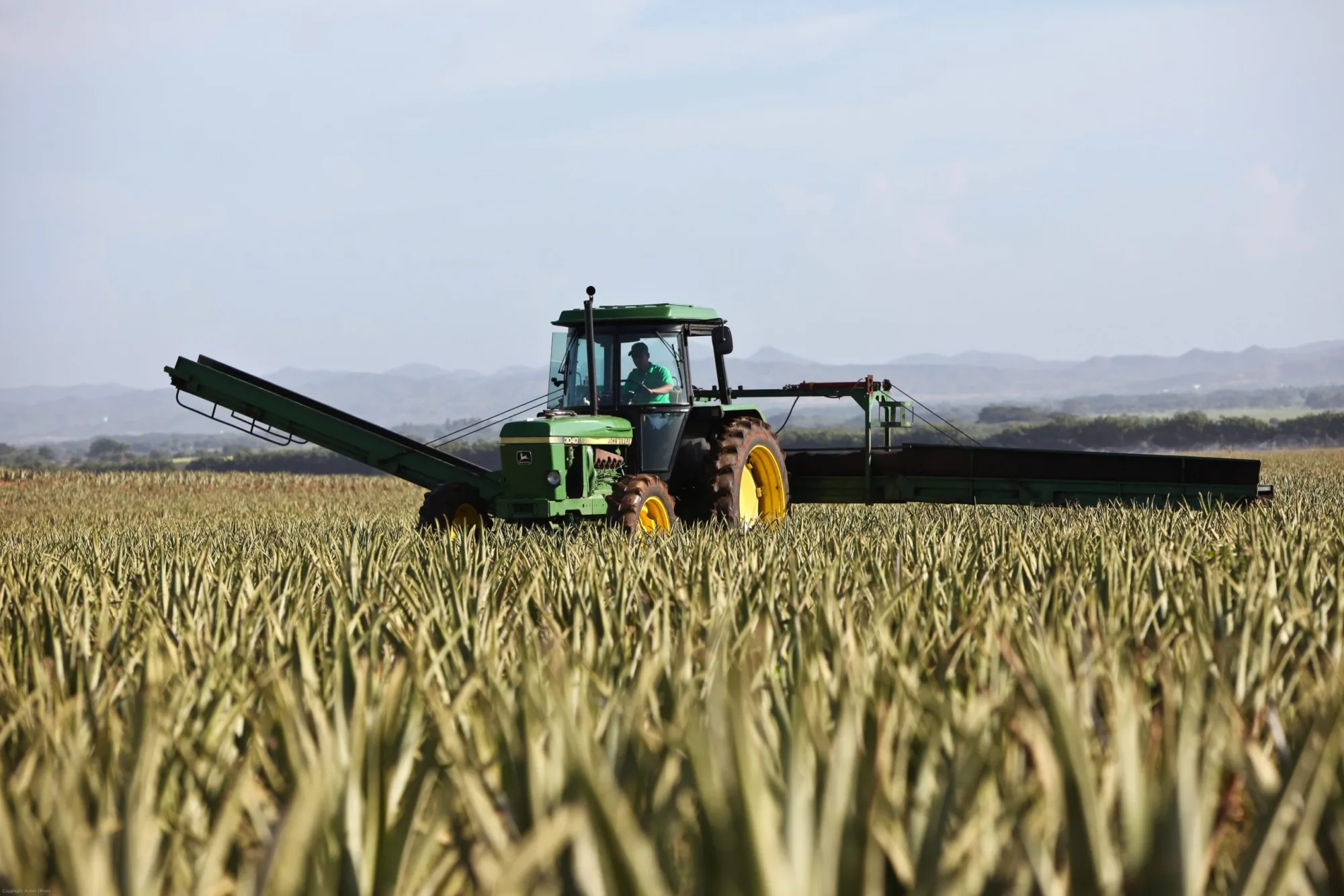 A green tractor with a wide harvesting boom working across a pineapple field, low hills behind