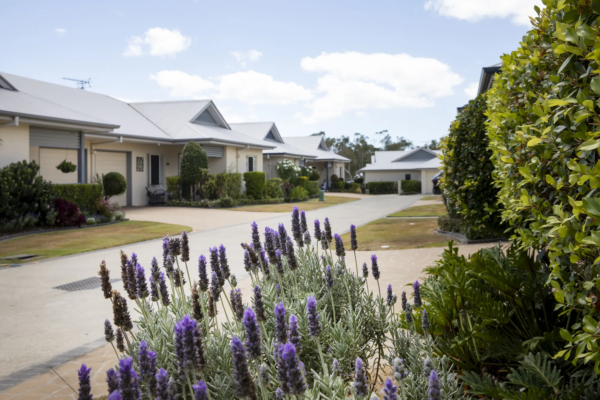 A street of single storey villas with clipped hedges and gardens, lavender in the foreground